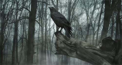 floresta_sombria_conto