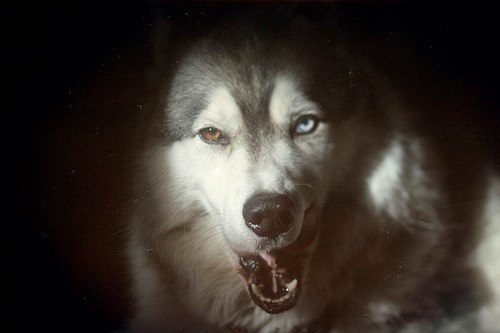 lobo