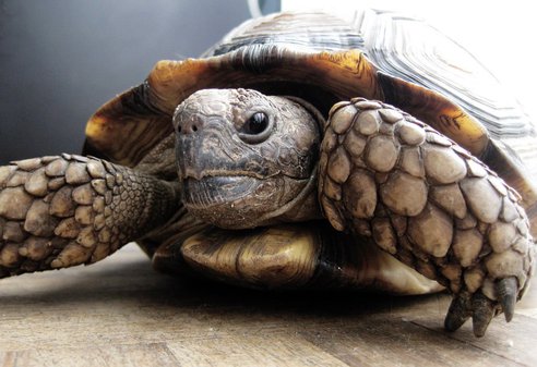 tartaruga